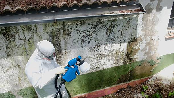 Trusted Black Mold Removal service in North East, MD - Cheap Mold Removal
